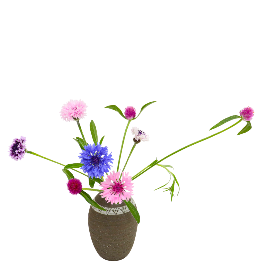 S.プラスONE 切り花S [2026年1月 - 2回目]