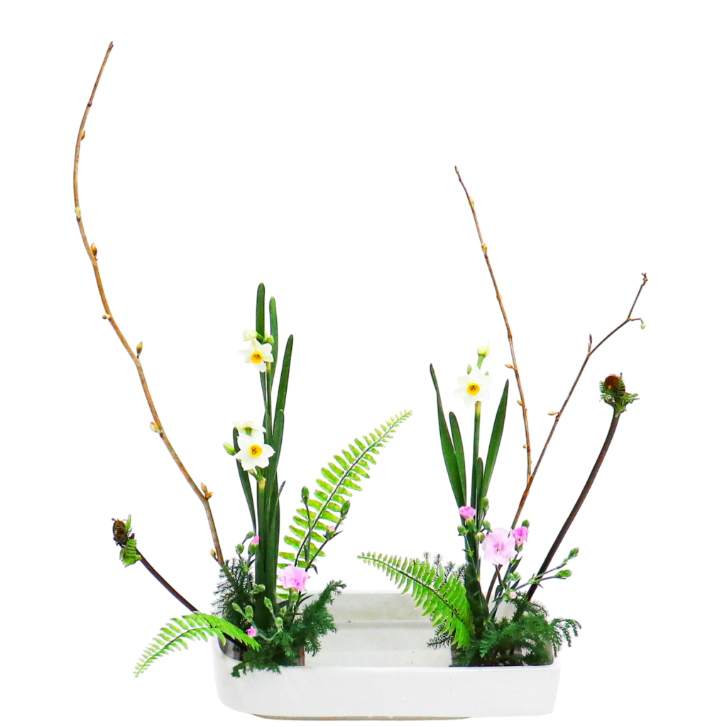 Z.水盤スタンダードコース [2026年1月 - 2回目]