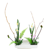 Z.水盤スタンダードコース [2026年1月 - 2回目]