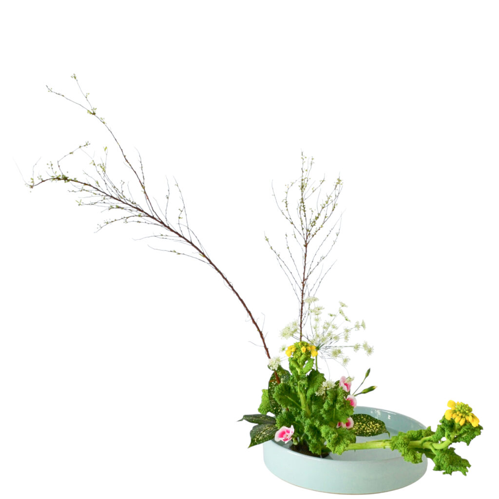 C.水盤スターターコース [2026年1月 - 3回目]