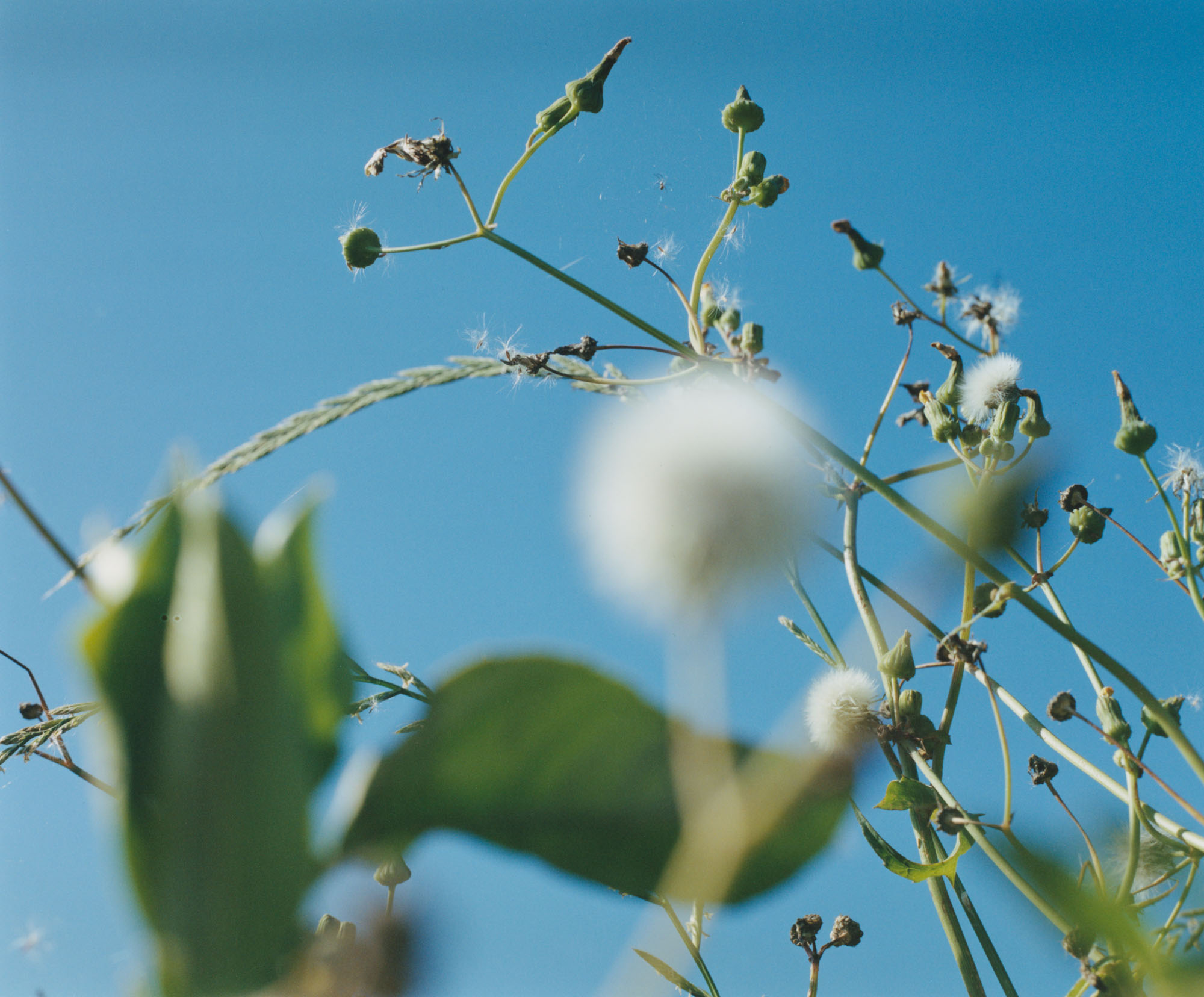 和暦 花の風コース