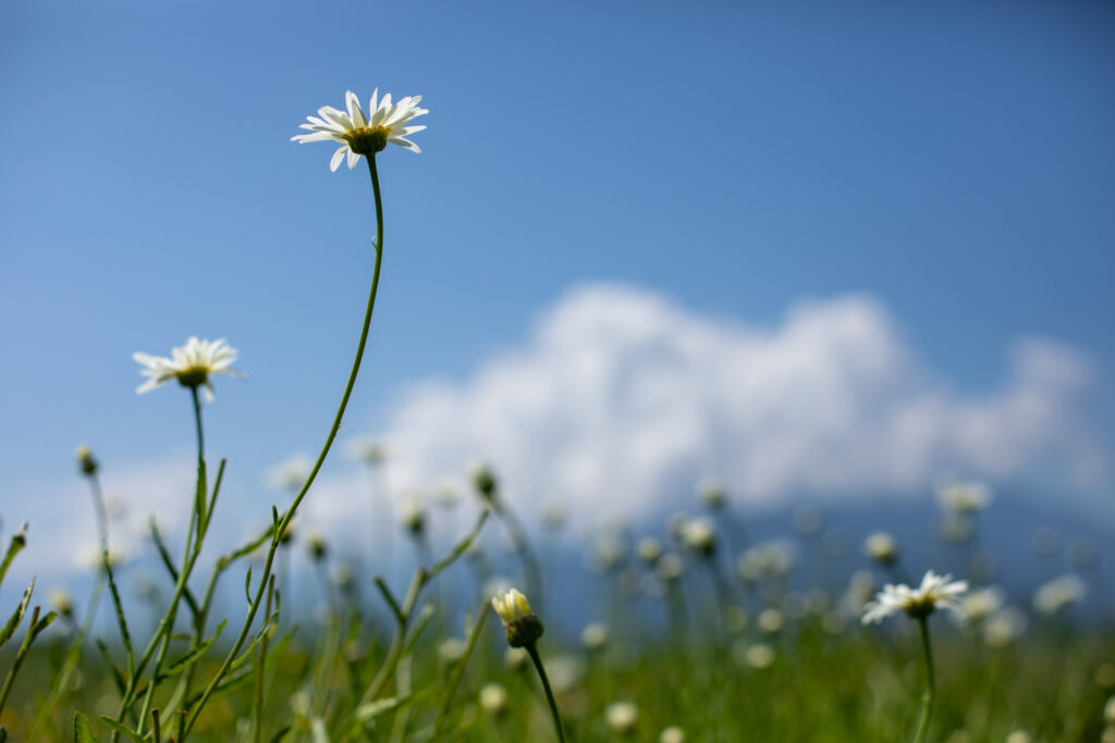 和暦 花の風コース