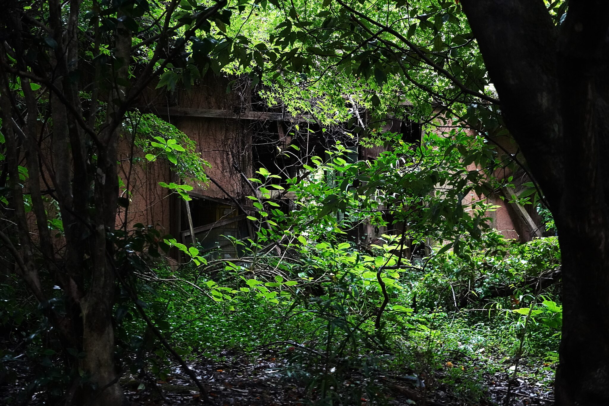 和暦 花の風コース