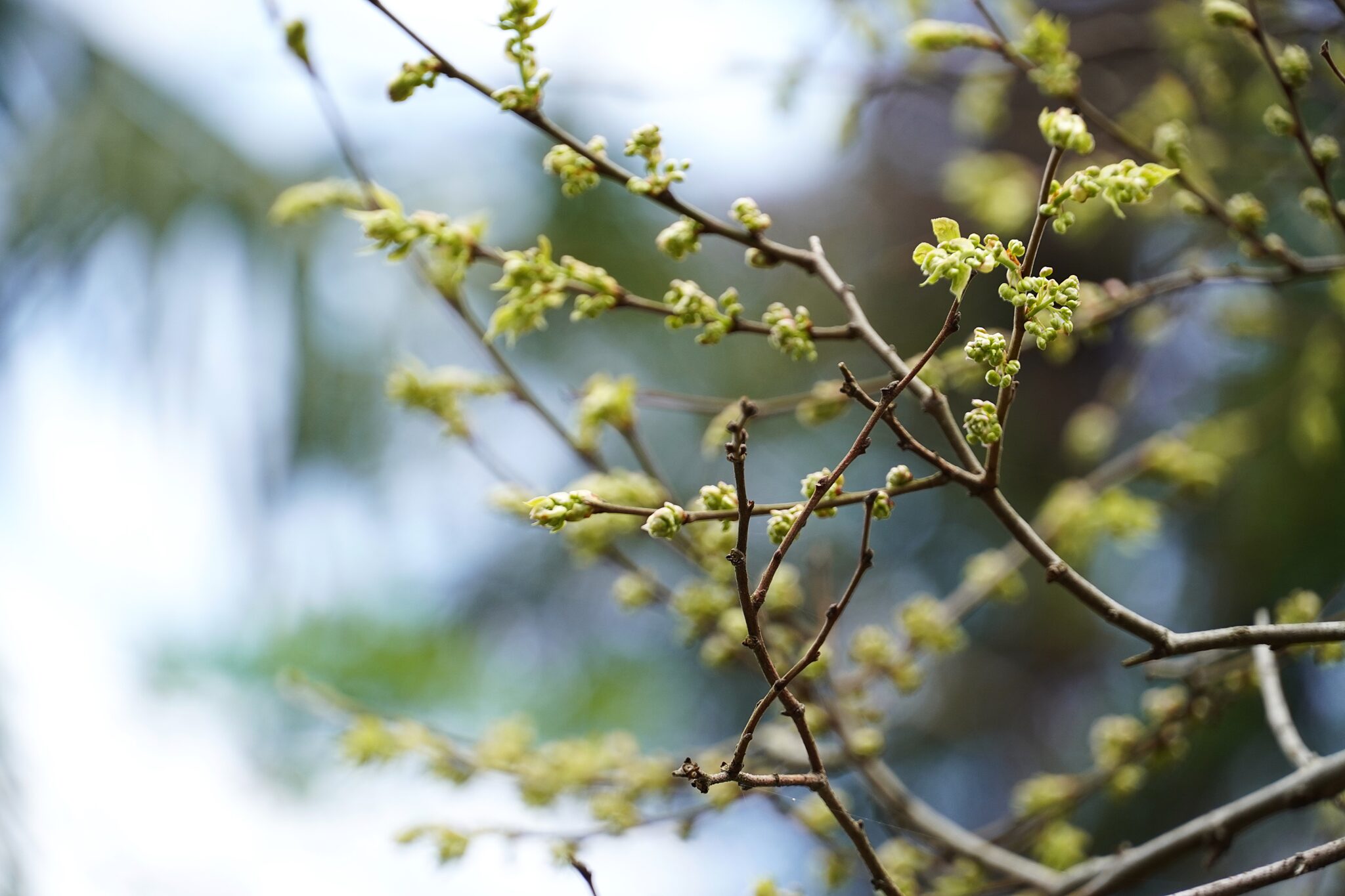和暦 花の風コース