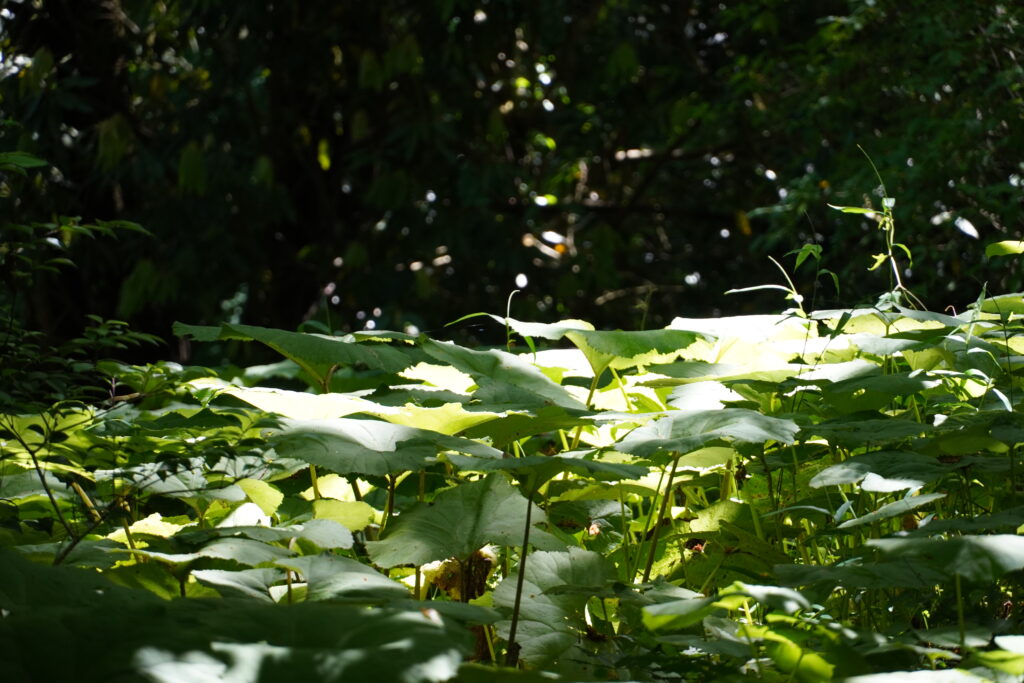 和暦 花の風コース