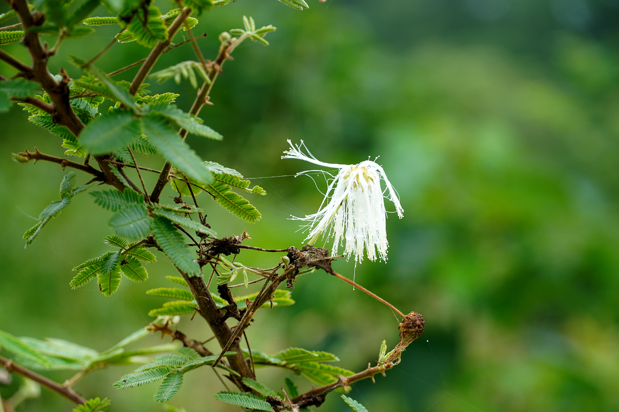 和暦 花の風コース