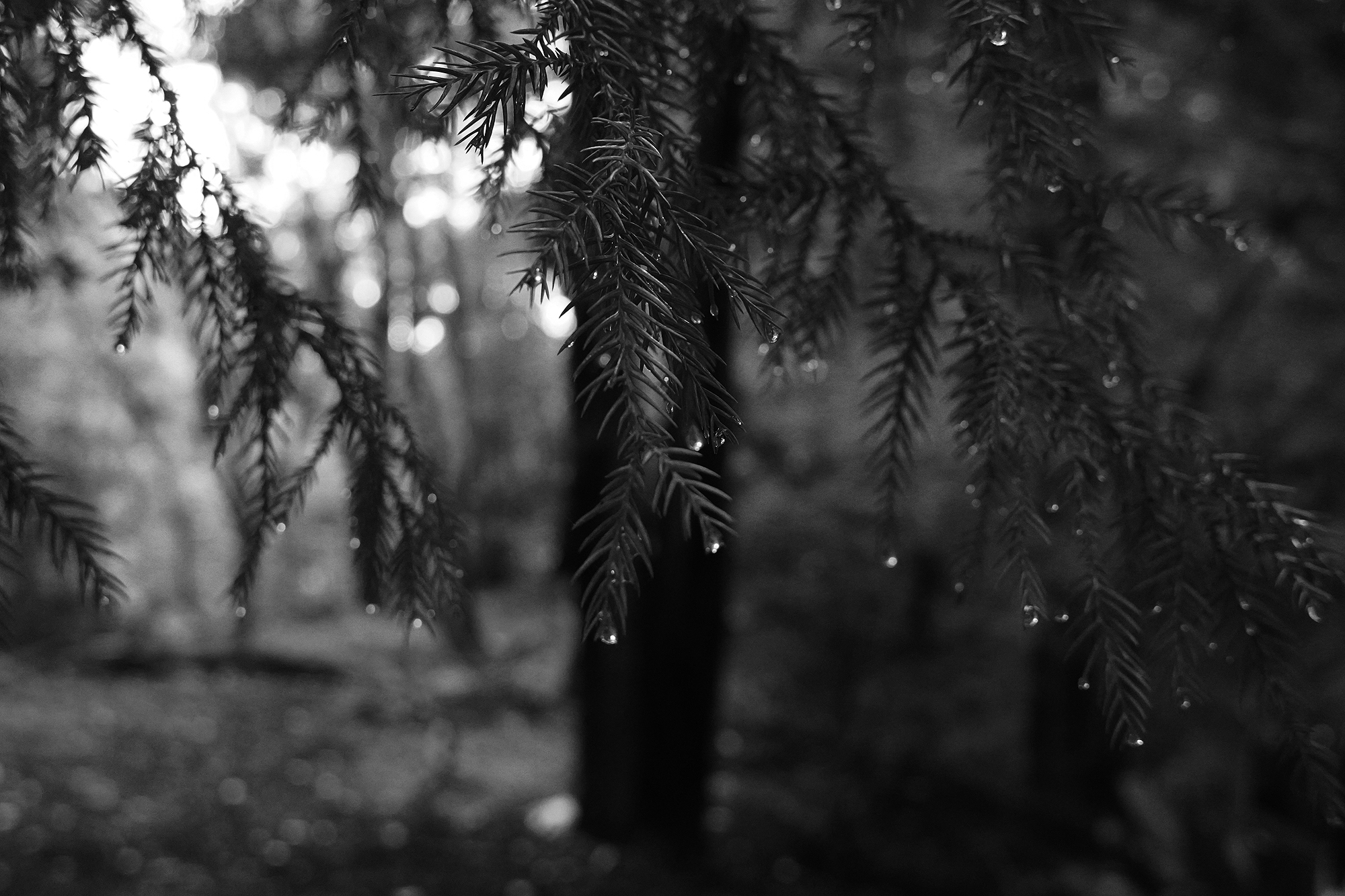 和暦 花の風コース