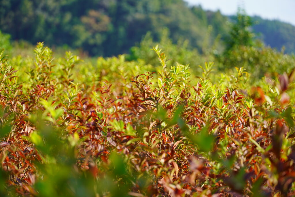 和暦 花の風コース