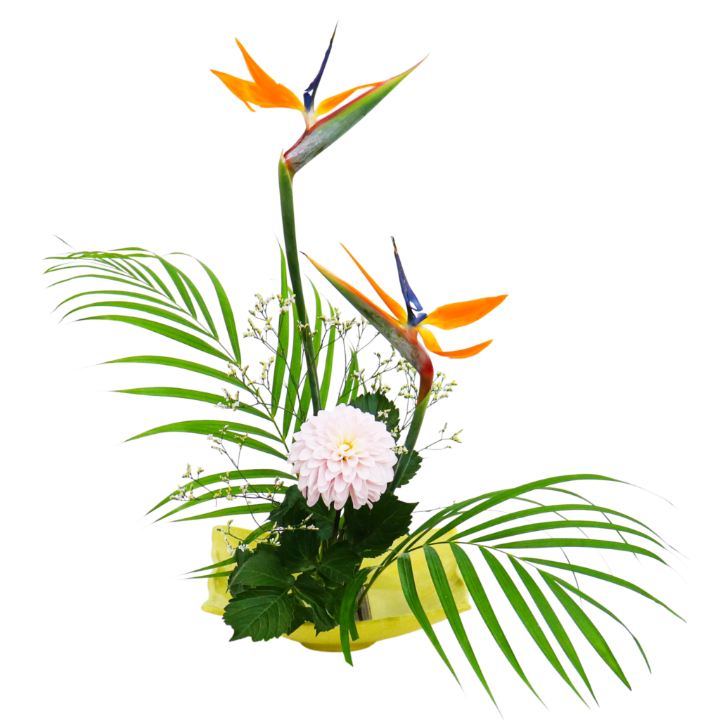 C.水盤スターターコース [2026年2月 - 1回目]