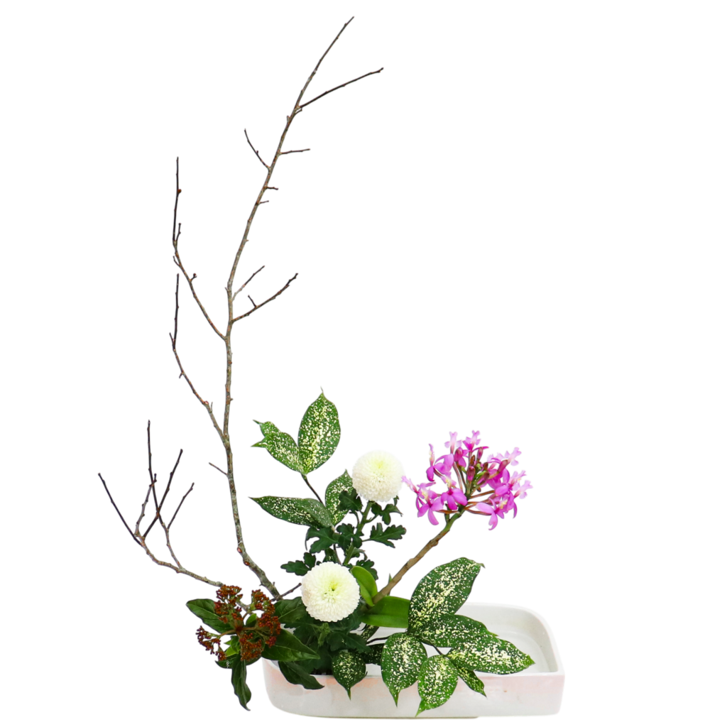 Z.水盤スタンダードコース [2026年2月 - 2回目]