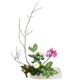 Z.水盤スタンダードコース [2026年2月 - 2回目]