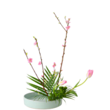 Z.水盤スタンダードコース [2026年2月 - 3回目]