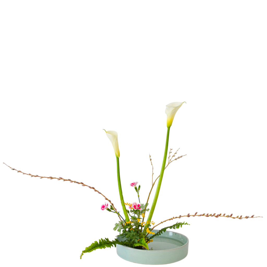 C.水盤スターターコース [2026年3月 - 1回目]