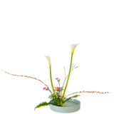 C.水盤スターターコース [2026年3月 - 1回目]