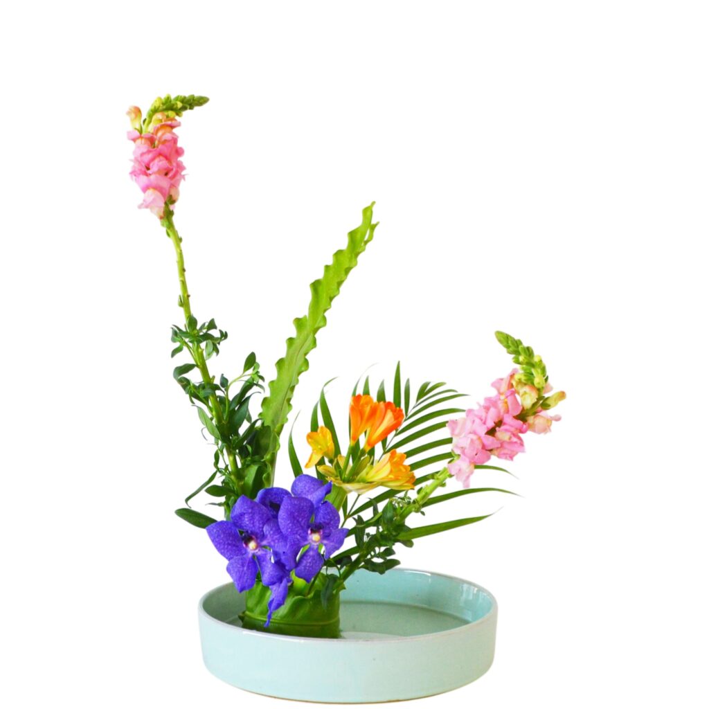 C.水盤スターターコース [2026年3月 - 3回目]