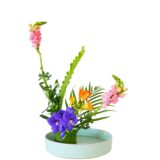 C.水盤スターターコース [2026年3月 - 3回目]