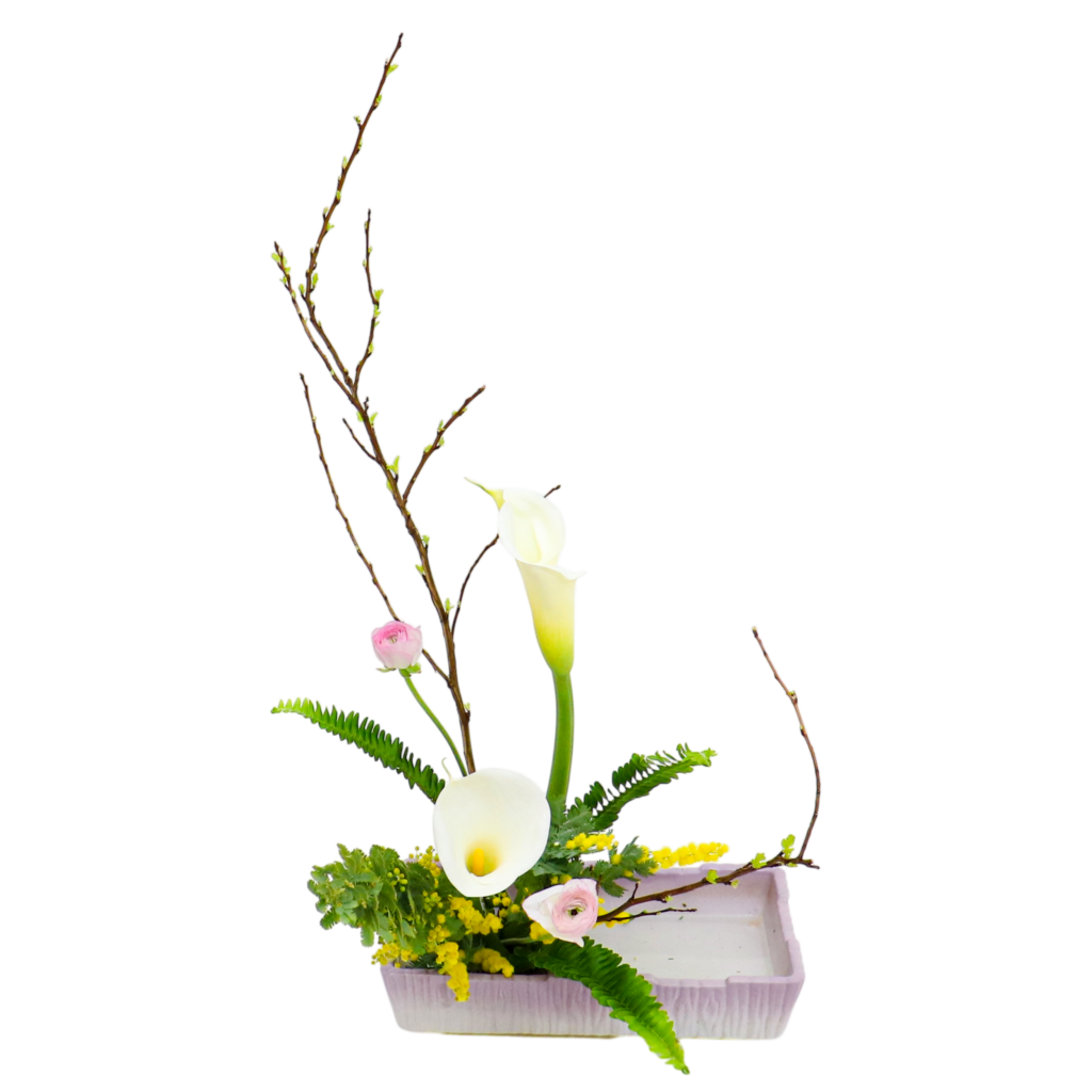 C.水盤スターターコース [2026年3月 - 1回目]