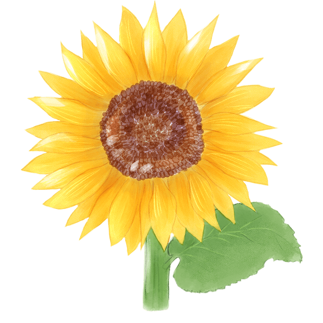 旬の花 向日葵