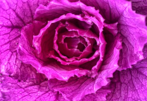 日本の冬の風物詩、ハボタン