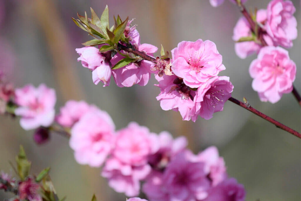千年続く雛祭り、福福しく咲く花桃を