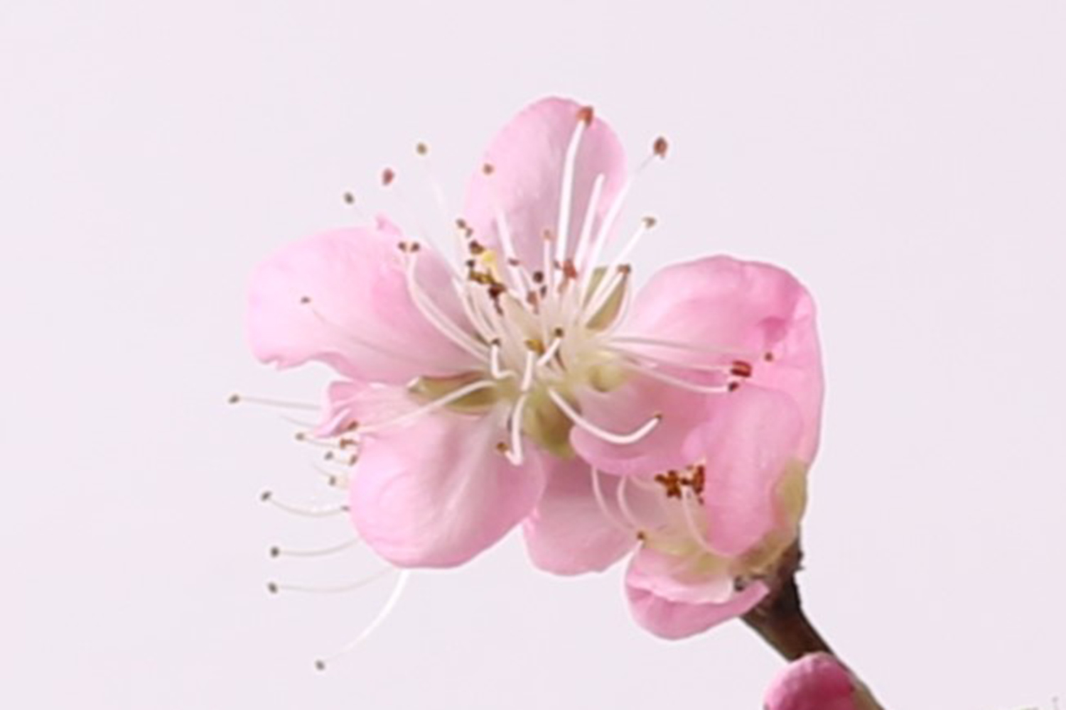花桃の種類