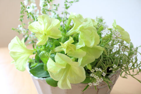 ～弱くなってそして強くなったペチュニア～