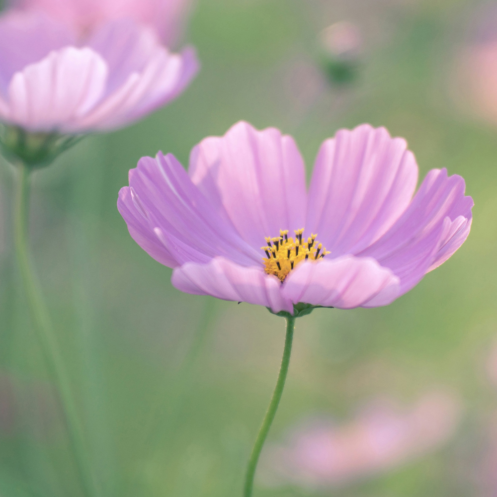 秋桜〈コスモス〉