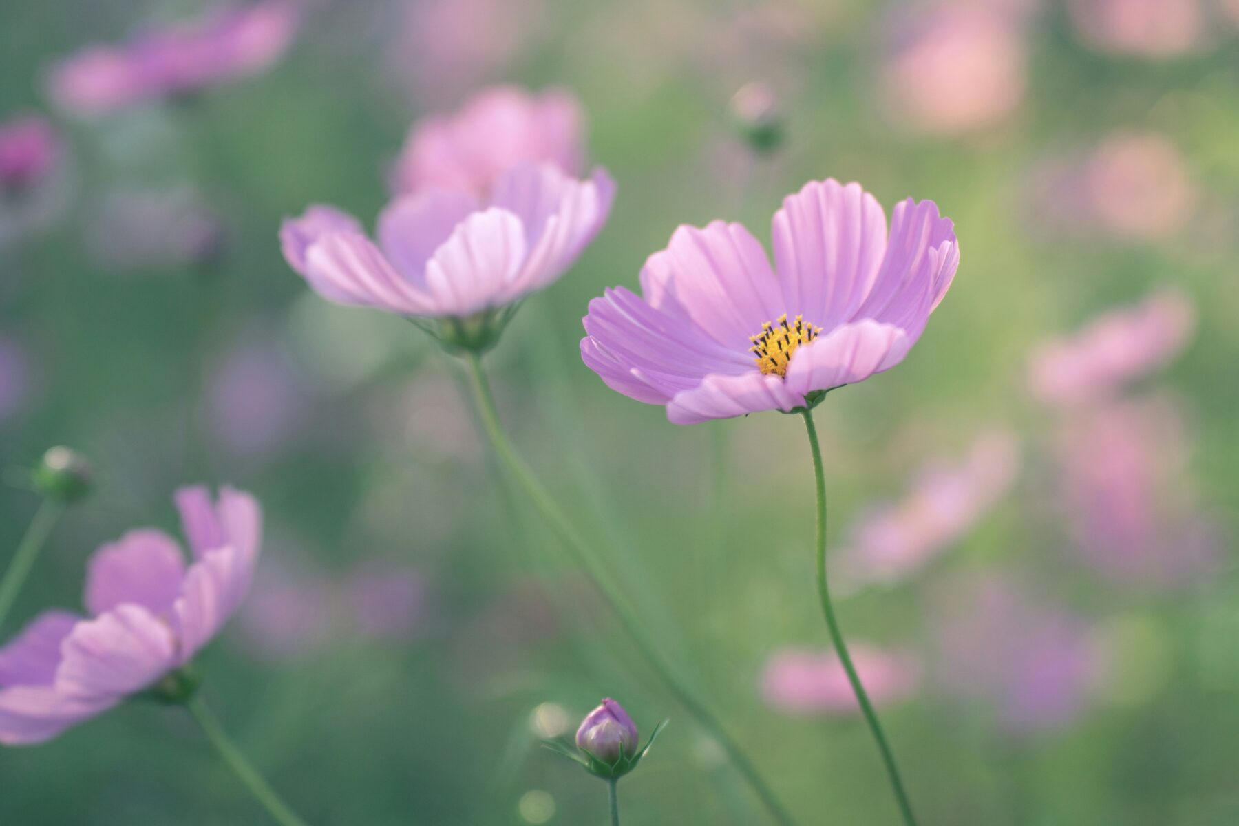 秋桜〈コスモス〉