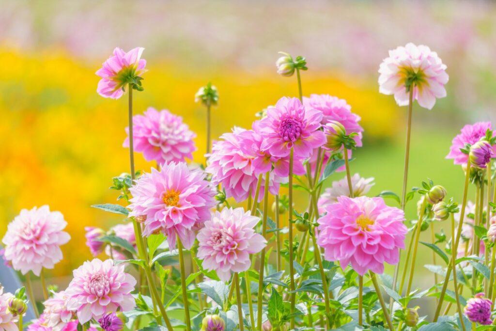 ダリアの花言葉：華麗・優雅・気品・移り気