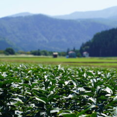 ～日本一には、理由が。～