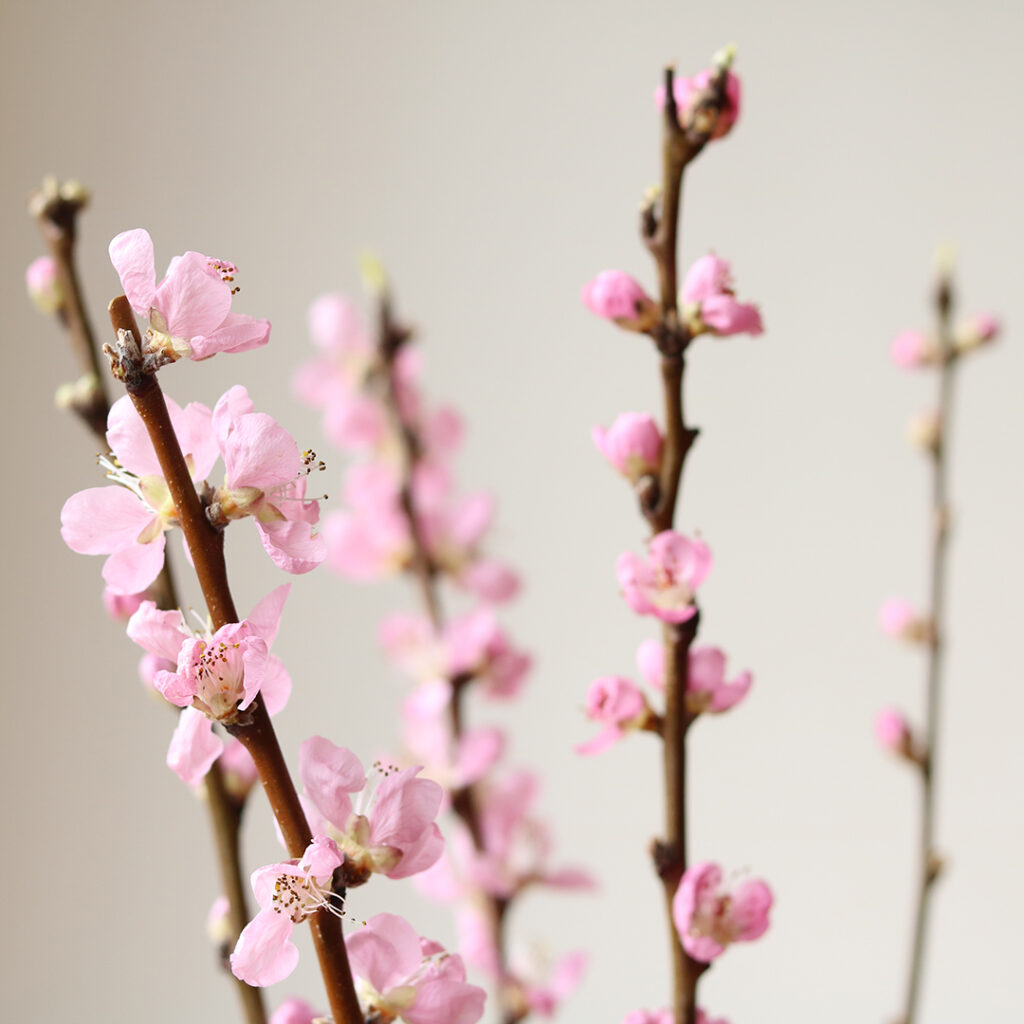 春の切り花セット【2/25～2/28お届け】