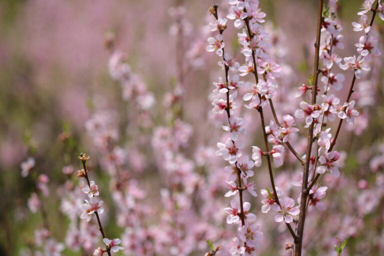 ～感動の季節。花が、人々の心に光を当てる～