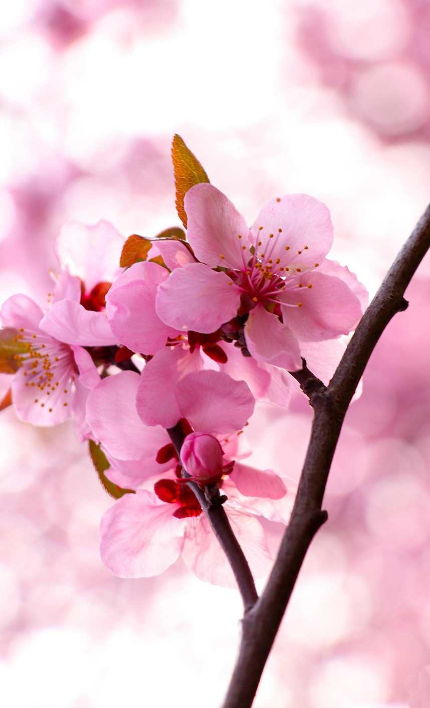 ひな祭りに桃の花