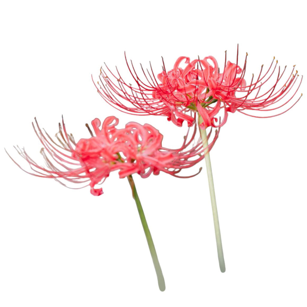 君子蘭ってどんな花?