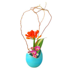 君子蘭ってどんな花？
