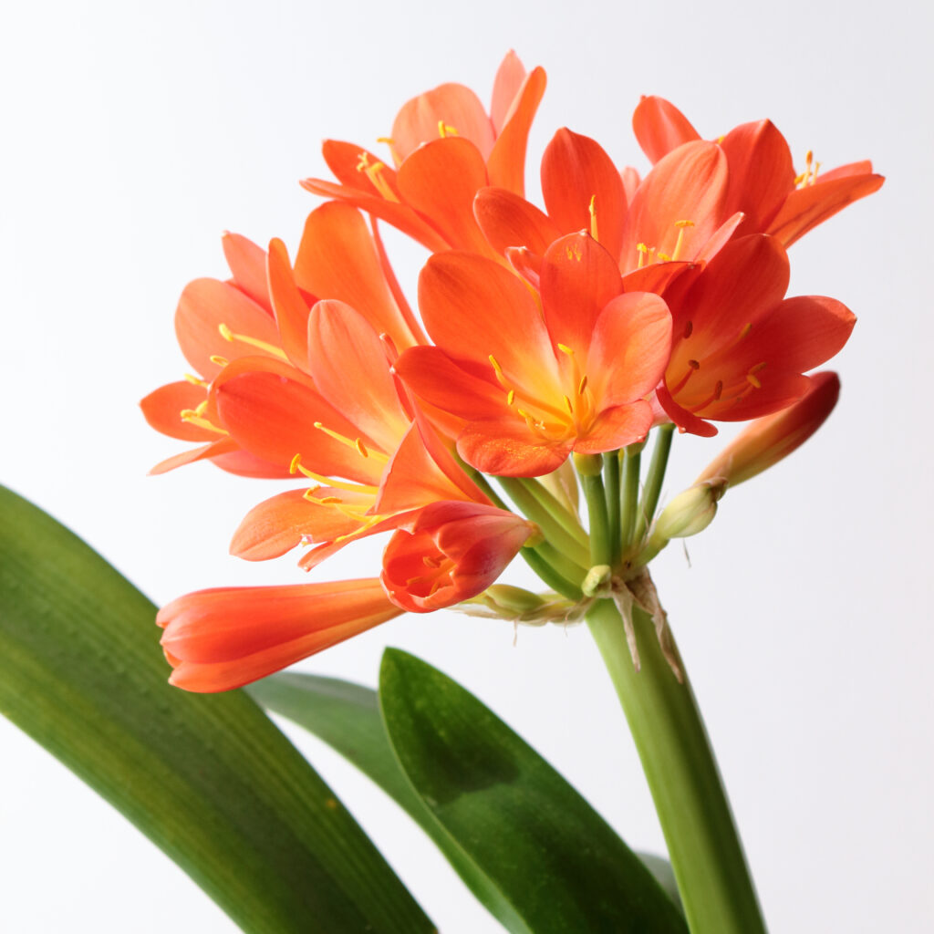 君子蘭ってどんな花?
