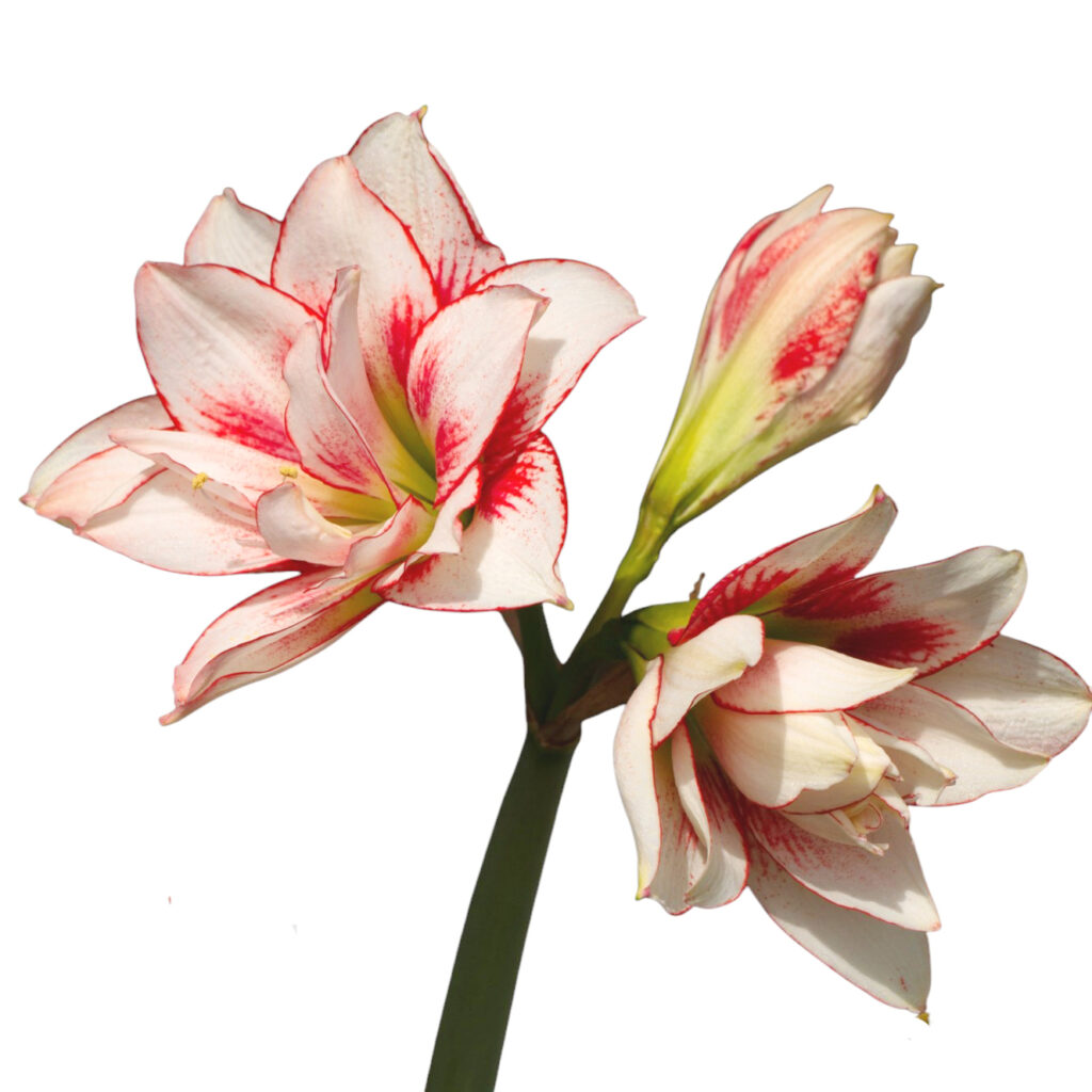 君子蘭ってどんな花?