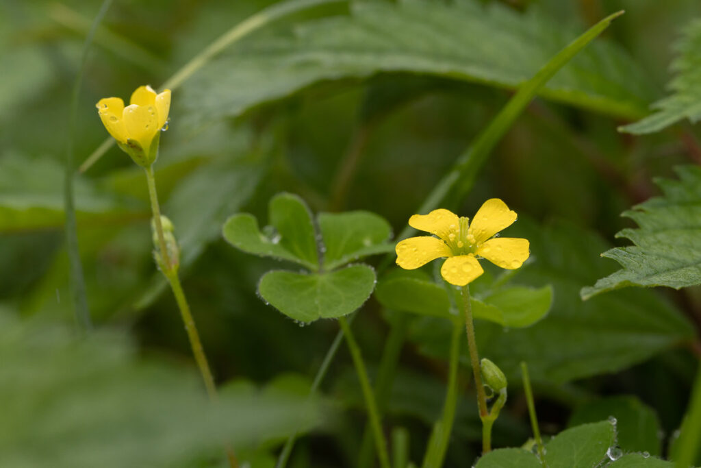 ~季節のしずく、心の芽吹き~