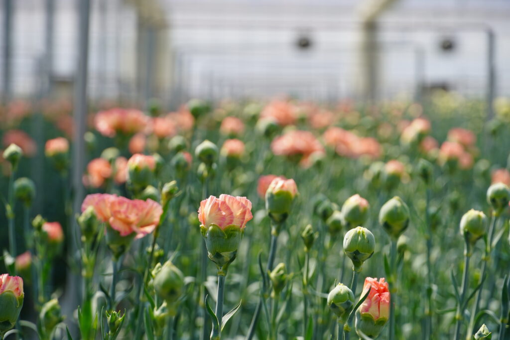 ~5月、花の便りが届くころ~