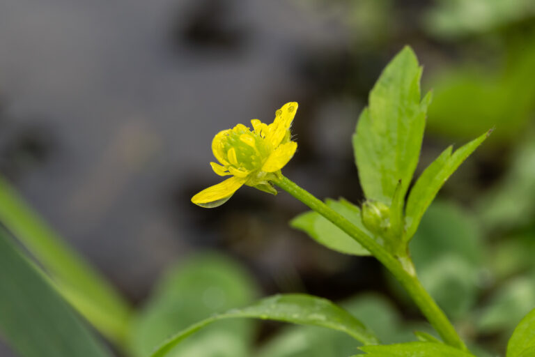 ～季節のしずく、心の芽吹き～