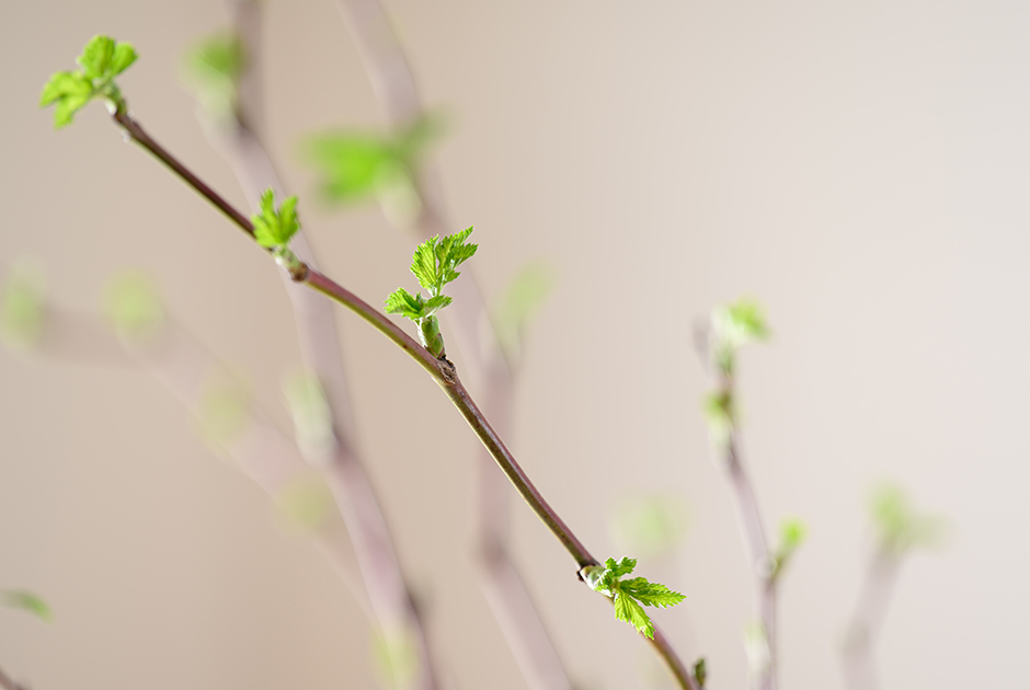 生け花初心者必見！季節の枝ものを活用した自然な生け方とメンテナンス術