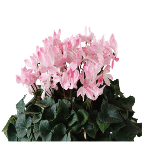 シクラメン ウィンクシャワー【～12/21お届け】※お申込み締め切りは12月14日（日）まで