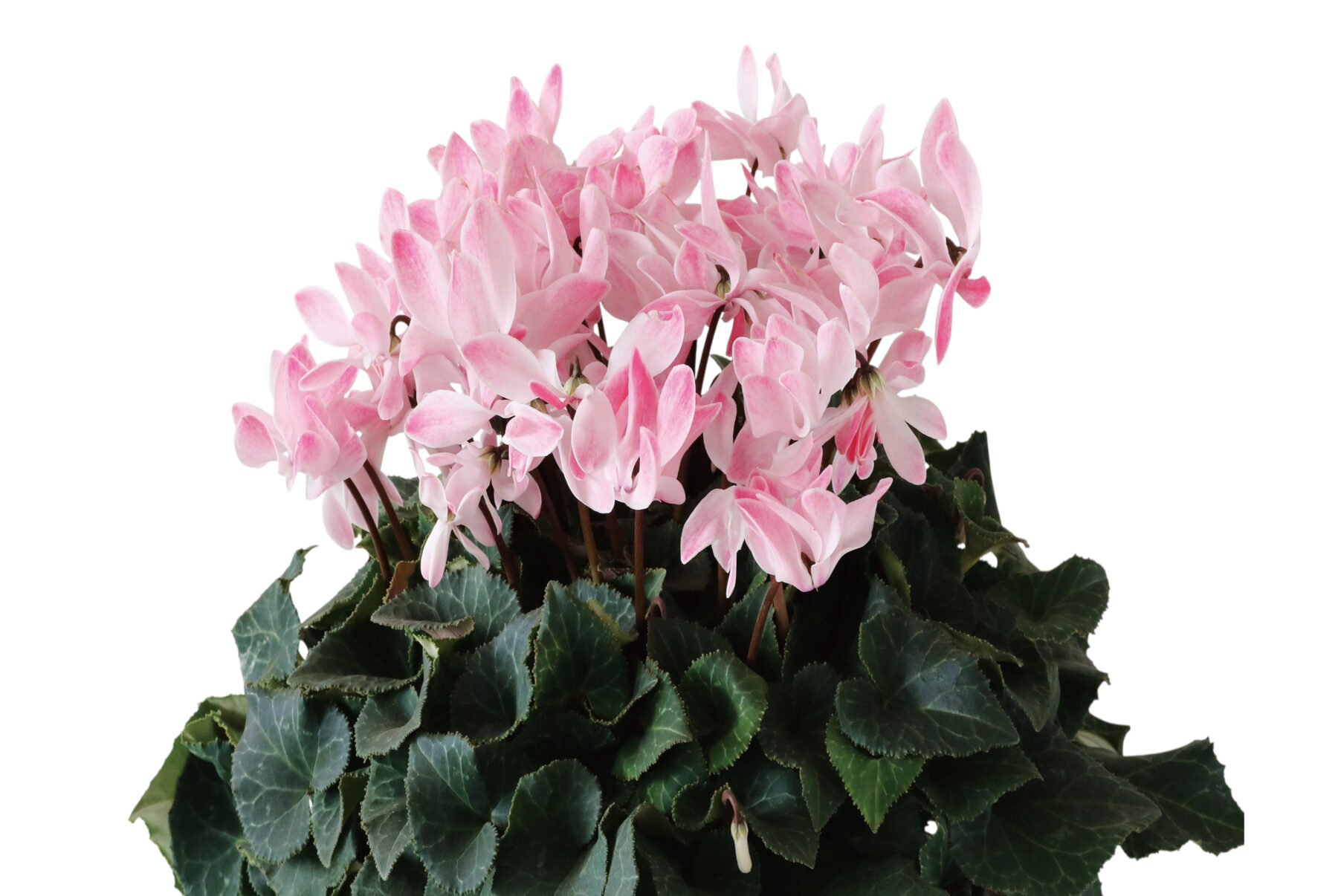 シクラメン ウィンクシャワー【～12/21お届け】※お申込み締め切りは12月14日（日）まで