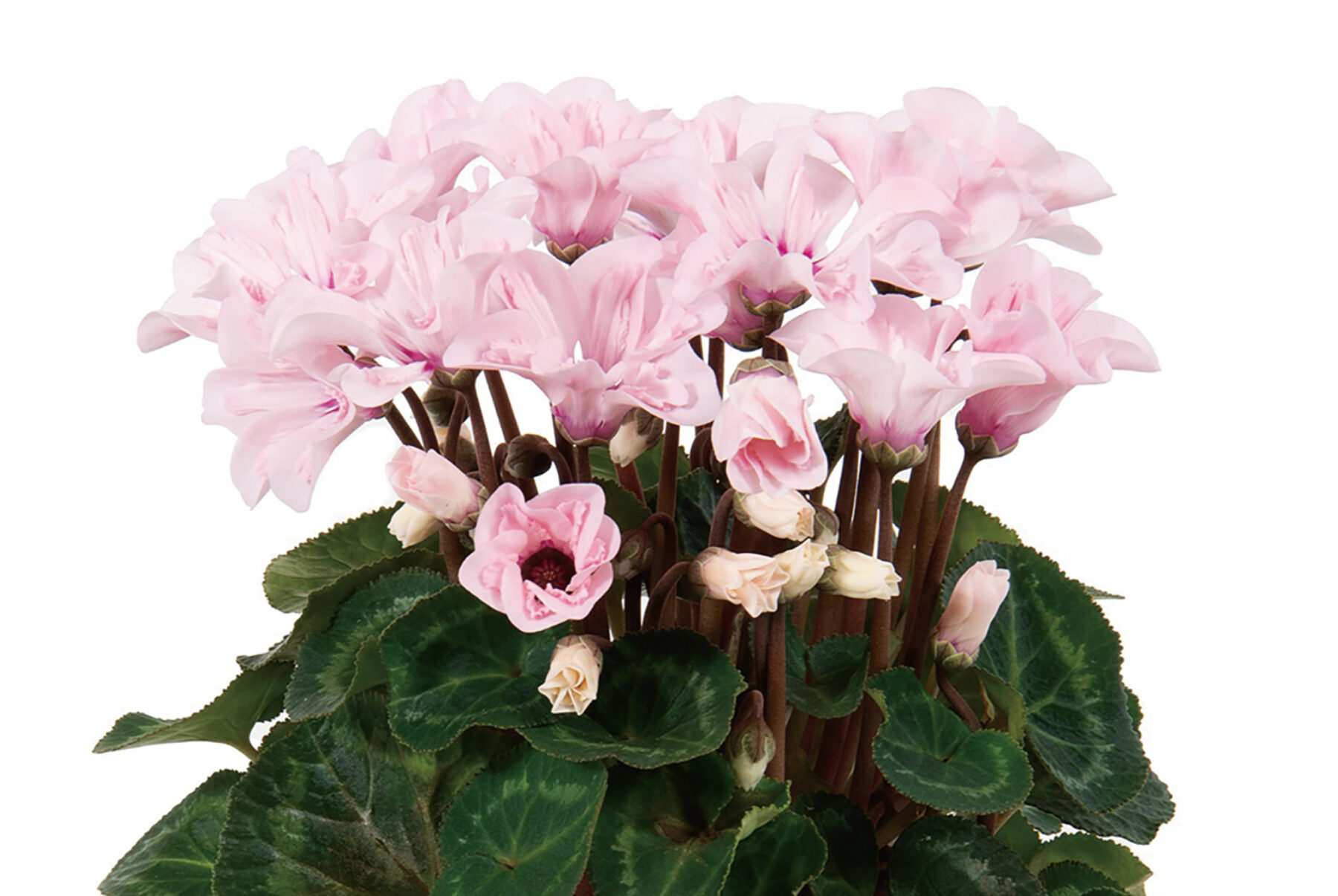 シクラメン イリュージア【～12/21お届け】※お申込み締め切りは12月14日（日）まで