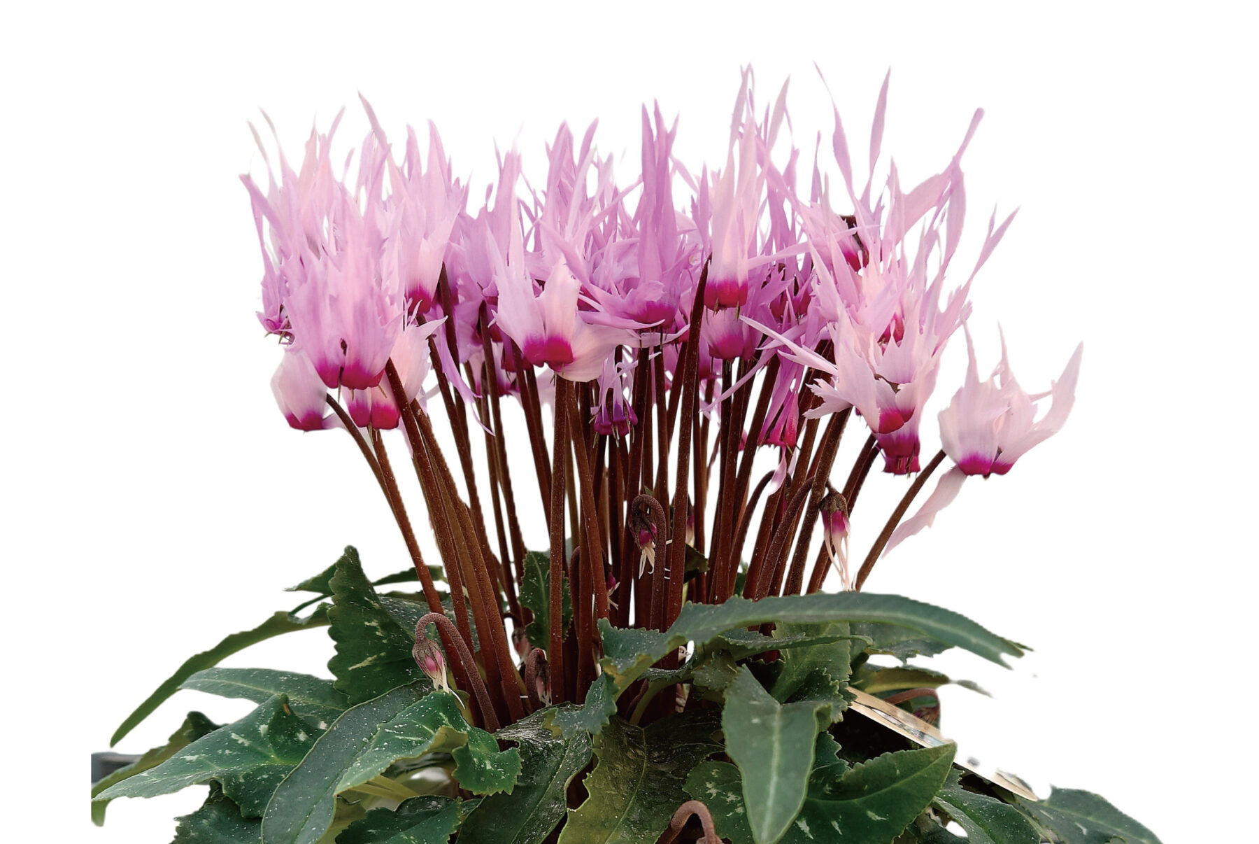 シクラメン ピーコック【～12/21お届け】※お申込み締め切りは12月14日（日）まで