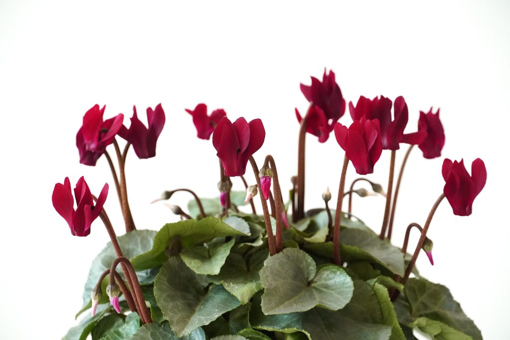 シクラメン スノーショコラ【~12/21お届け】