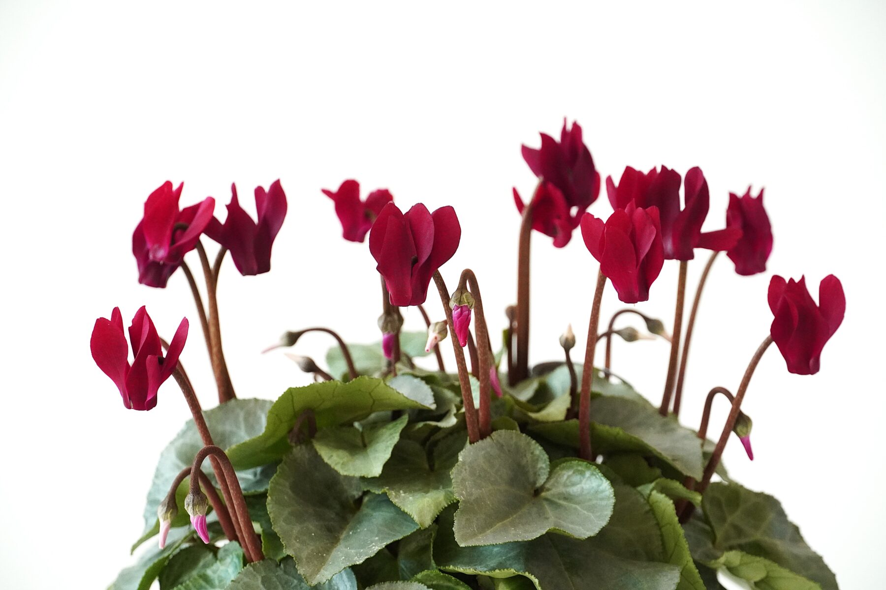 シクラメン スノーショコラ【～12/21お届け】