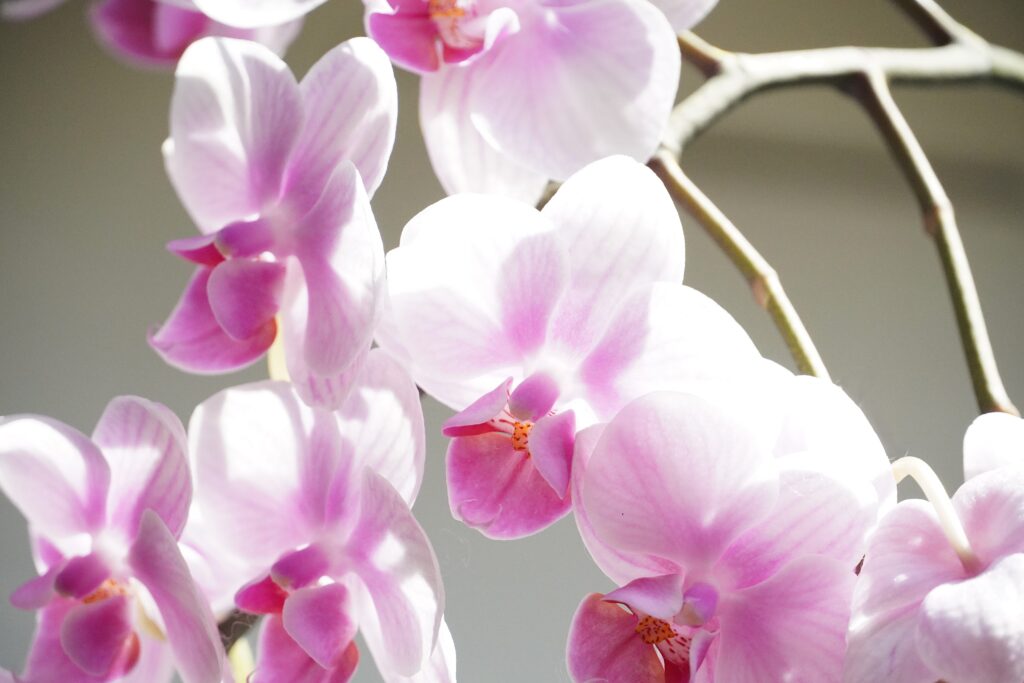 天使のミニ胡蝶蘭 切り花セット