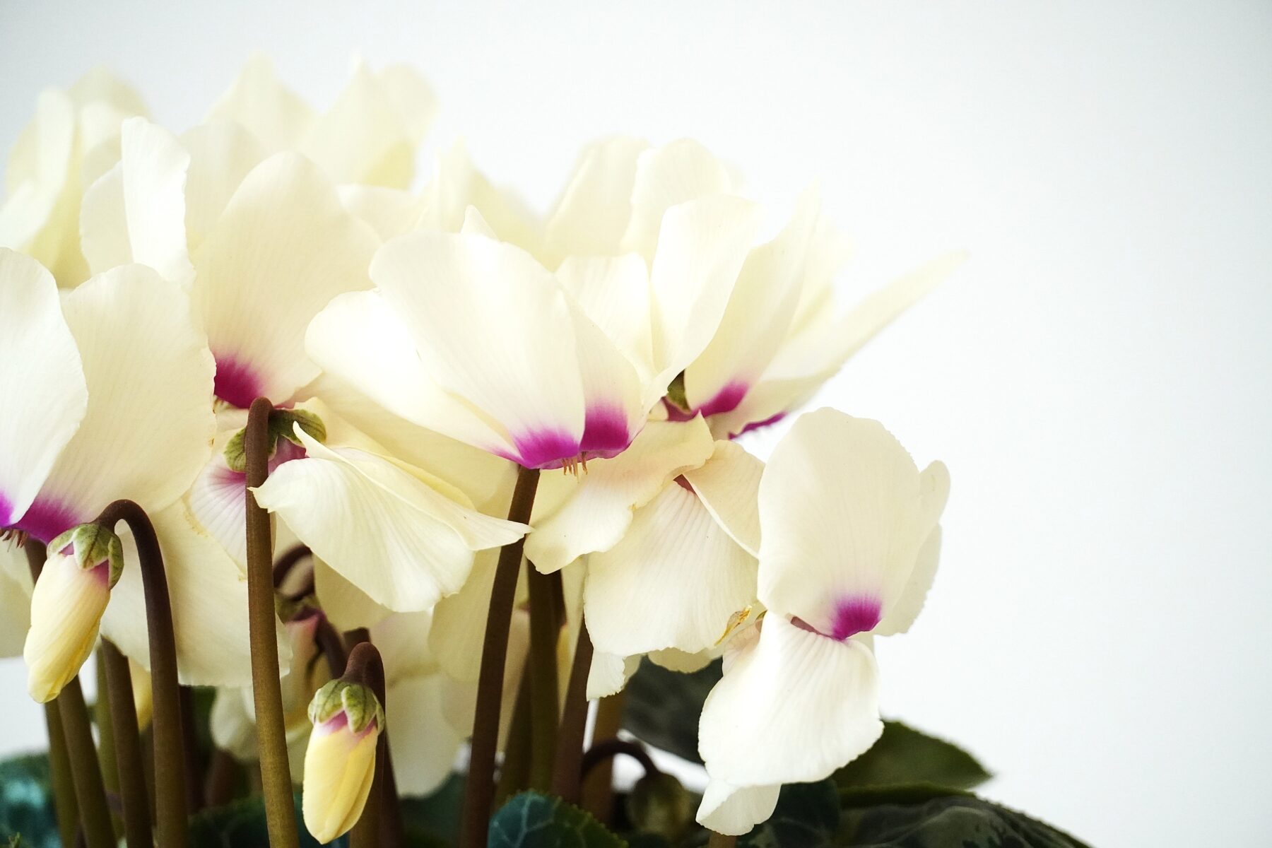 シクラメン ムーンキャンディー【~12/21お届け】