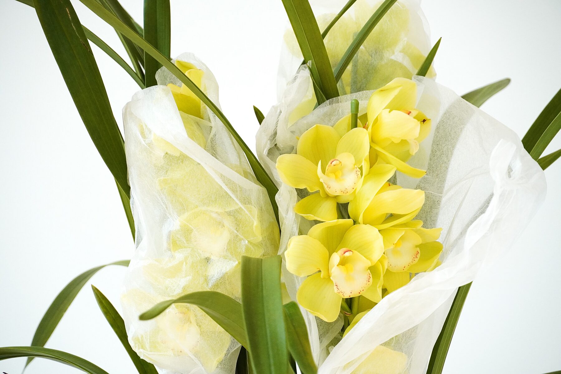 シンビジューム メロンパンナ